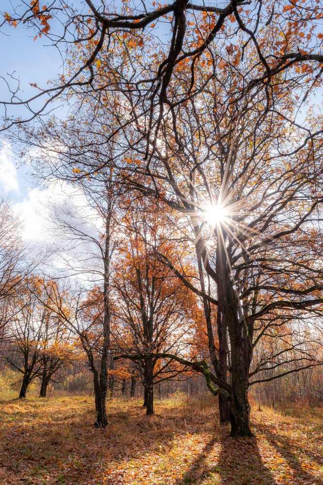 Золотое утро