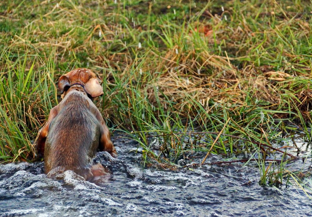Водопоавающий
