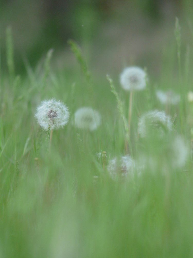 Photo #3735047