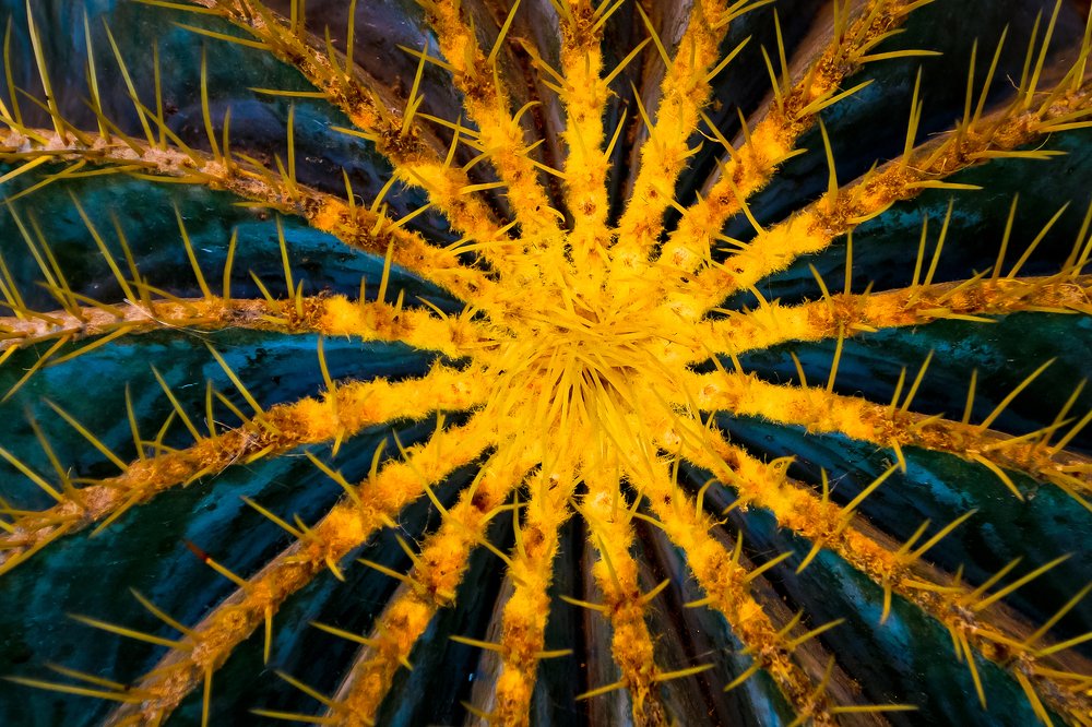 Photograph by Ольга Мендоса