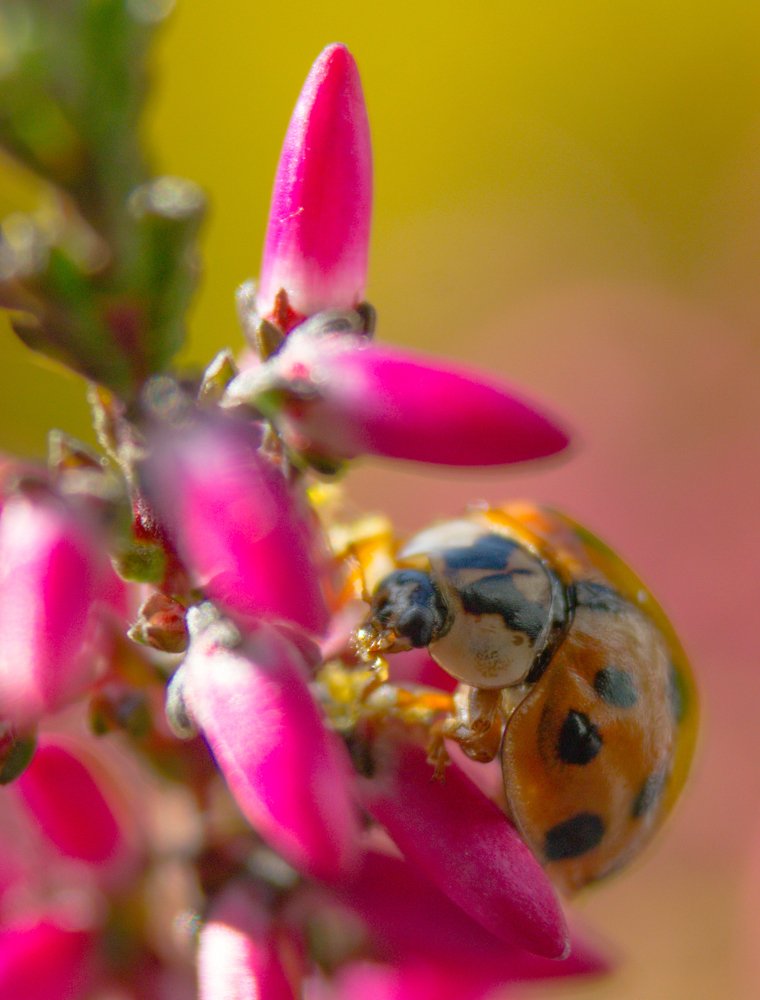 Яркий Октябрь.