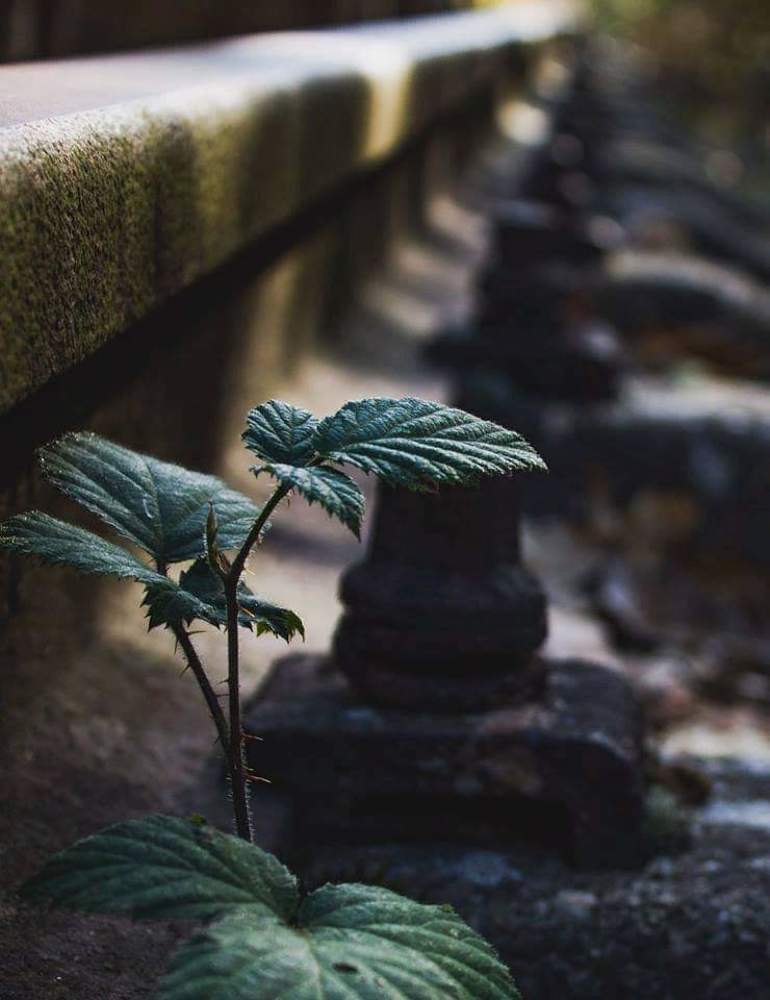 Проезда нет, жизнь есть.