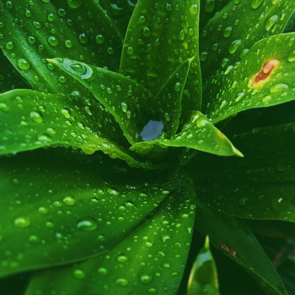 Monsoon Green