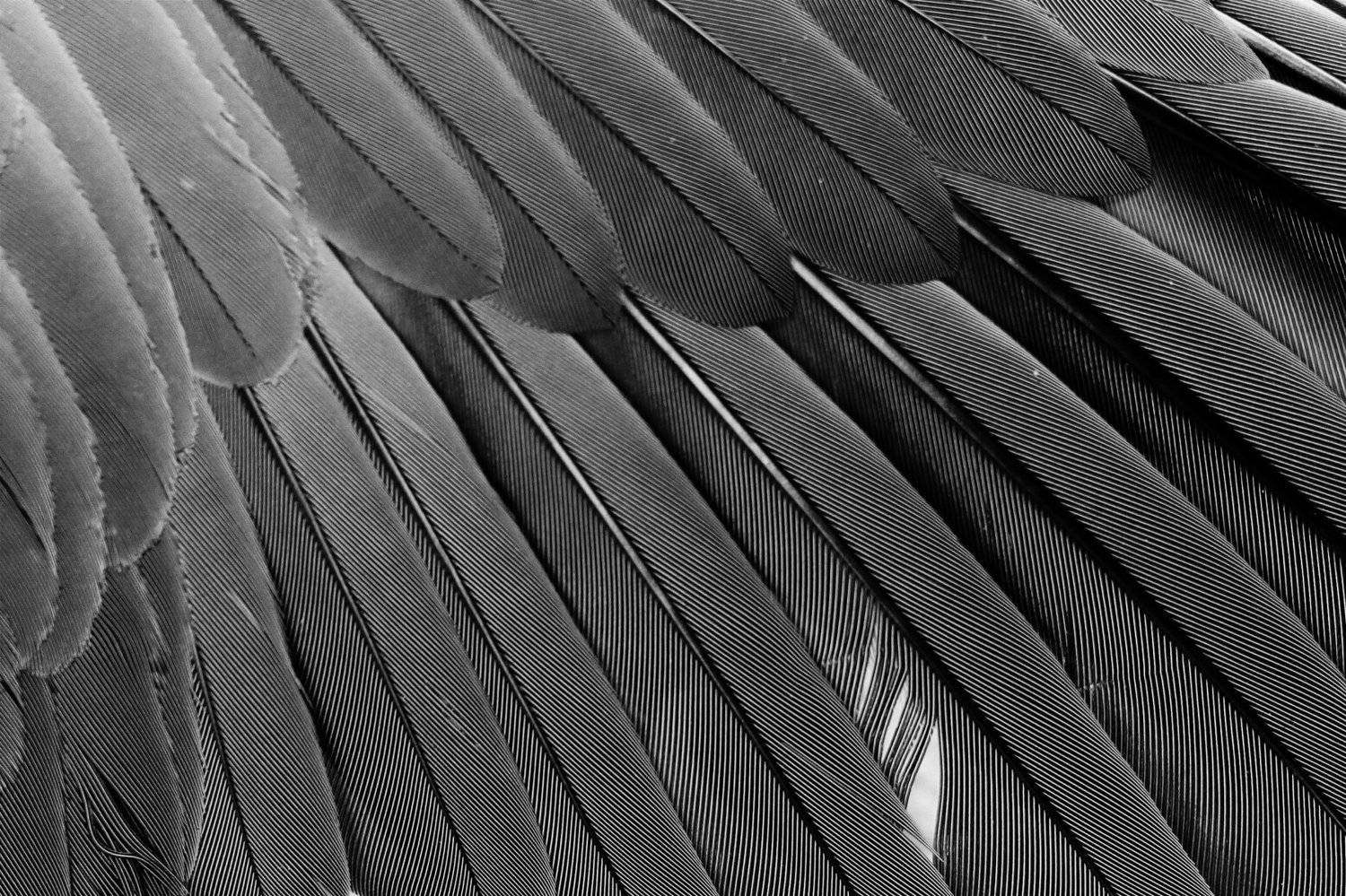 Feather