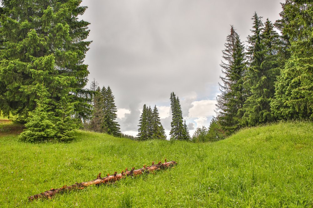 Республика Марий Эл, весенний лес.