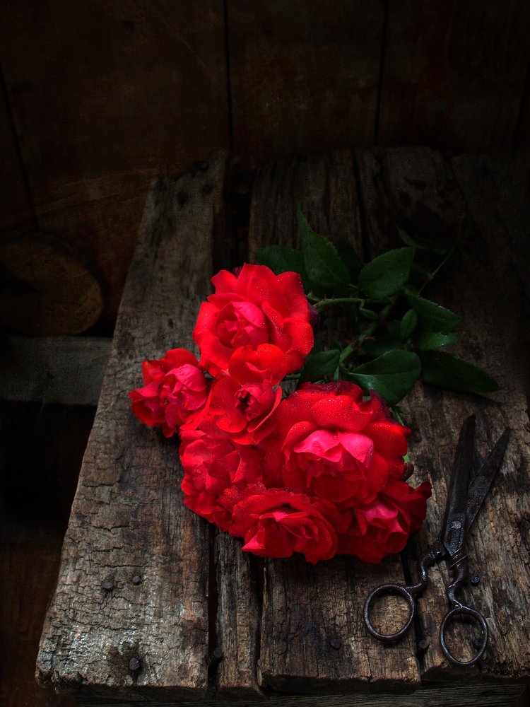 Алая роза-спрей