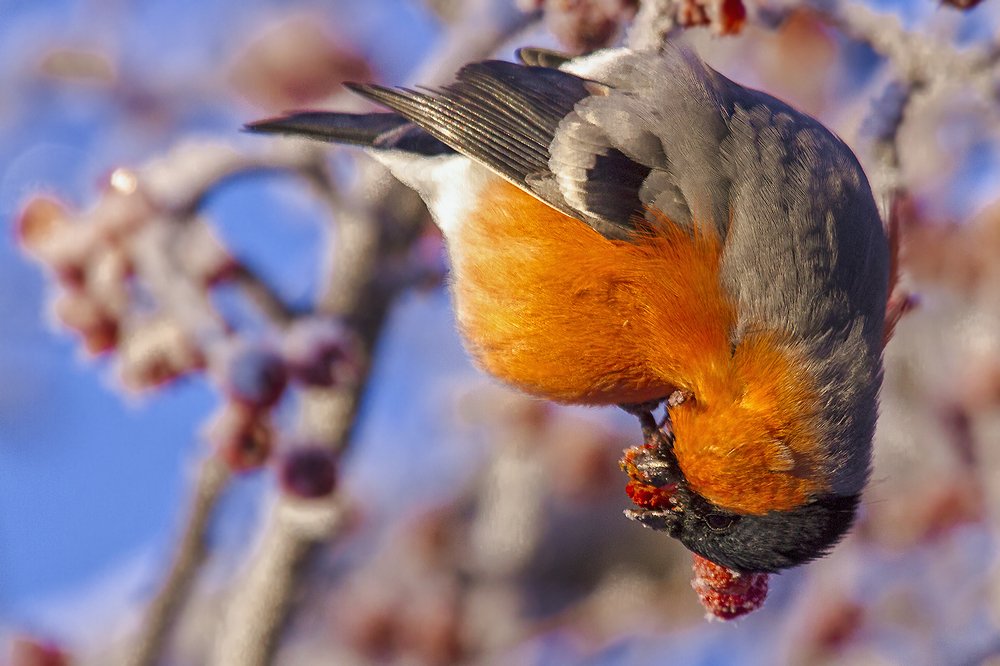 вкусный обед