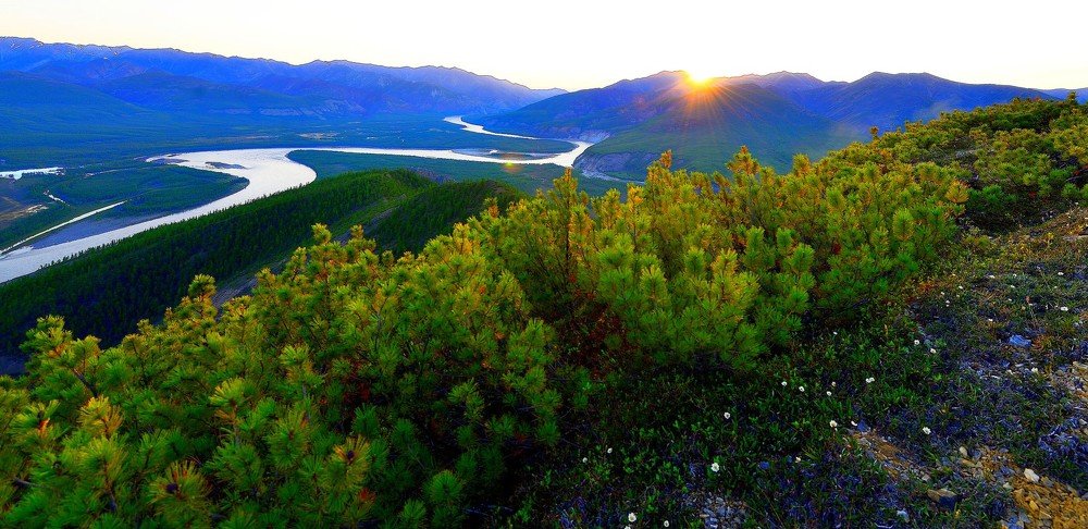 Кедовый сланник умывактся утренним светом.