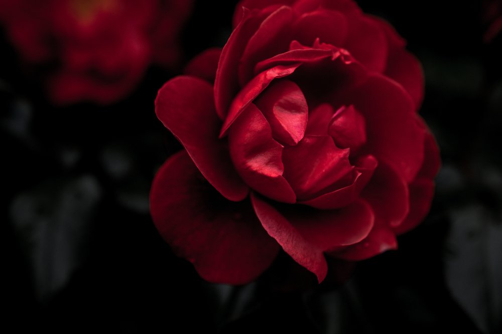 Photograph by Ольга Солуянова