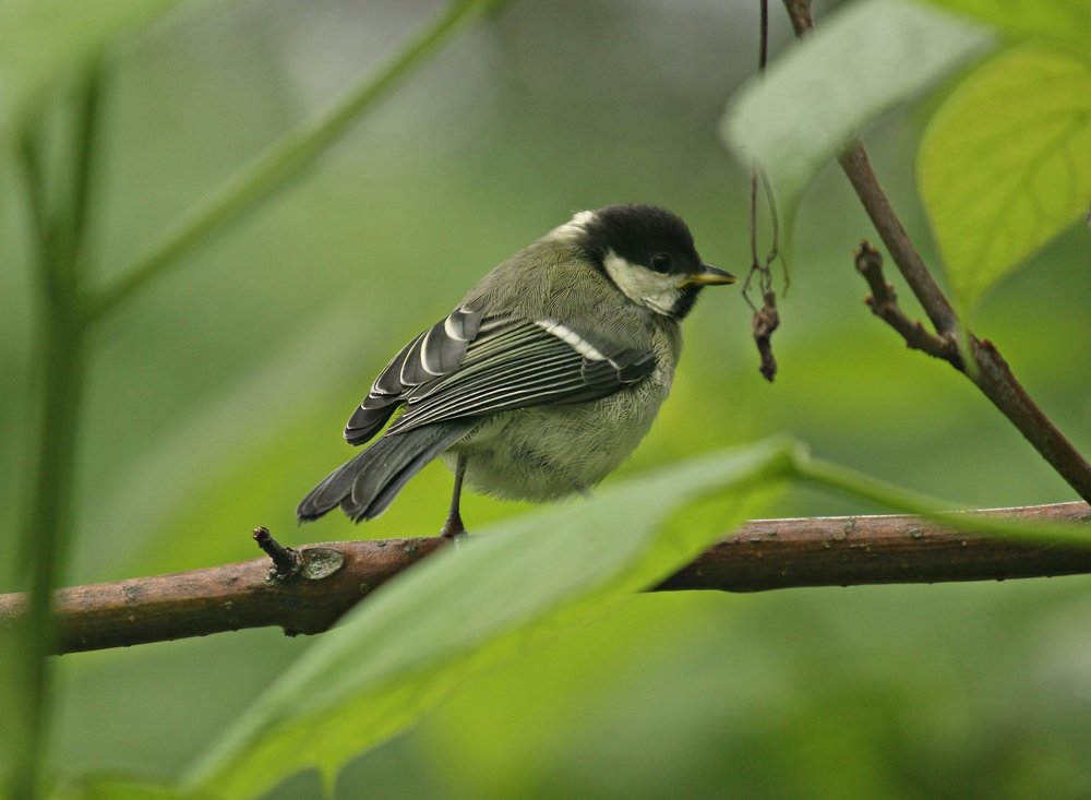 Фотография автора Марина Иванова