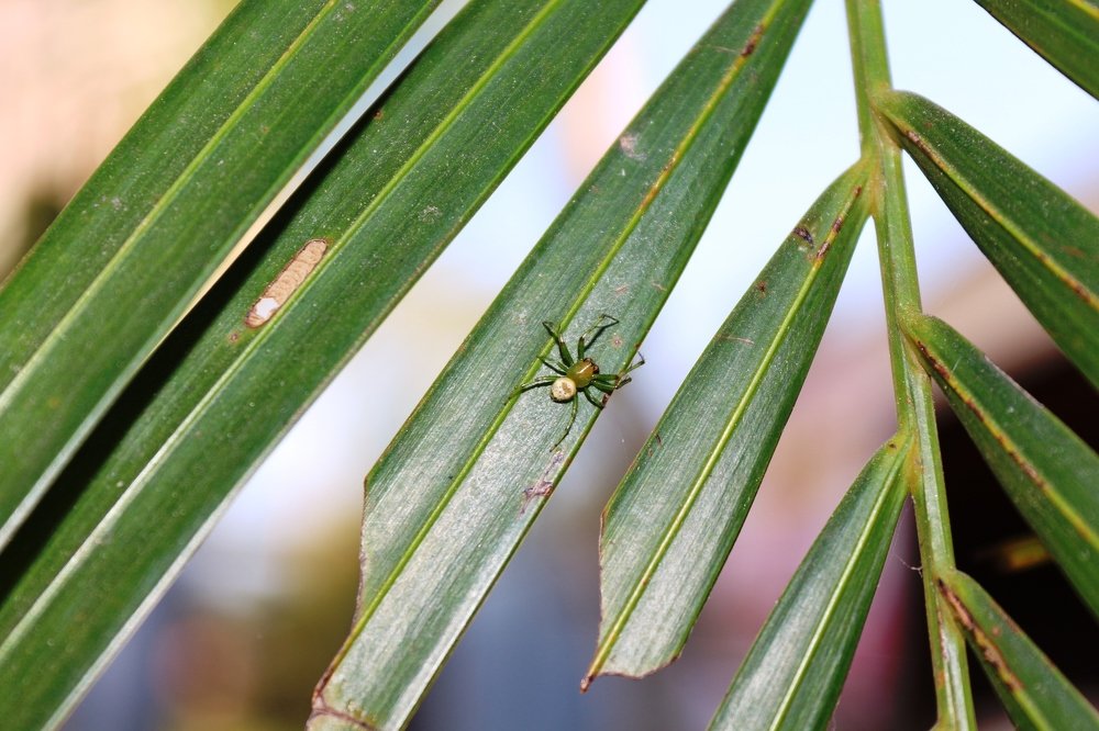 ID: You Can\'t See Me, Green Tree Spider