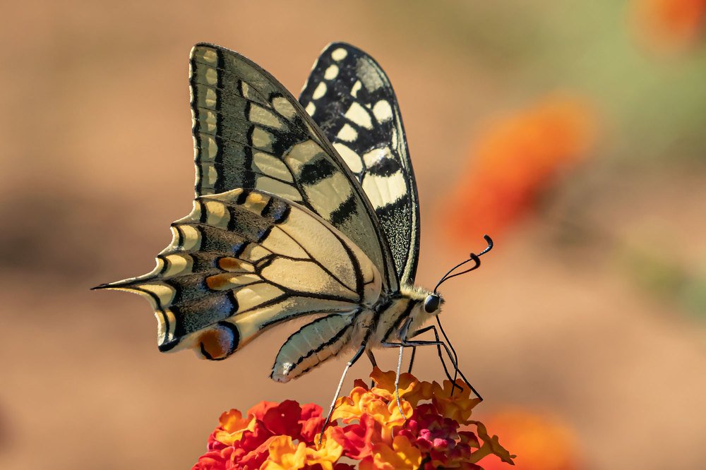 Photograph by Viktor Makarov