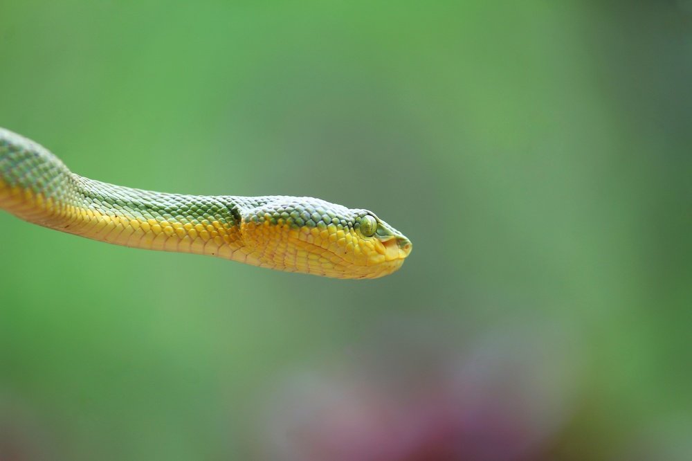 Photograph by Dr Amol Patil