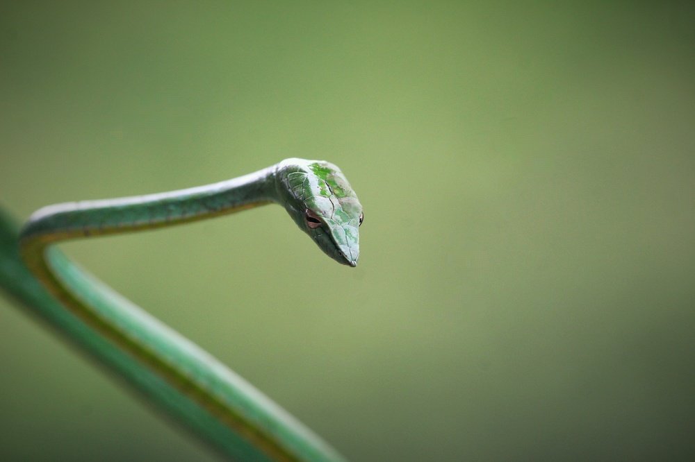 Photograph by Dr Amol Patil