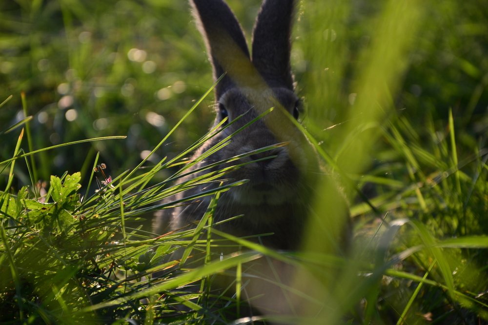Photograph by Карина Гросул