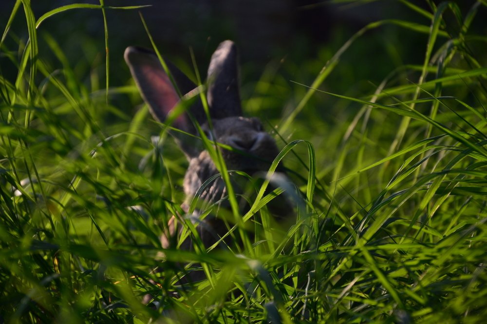 Photograph by Карина Гросул
