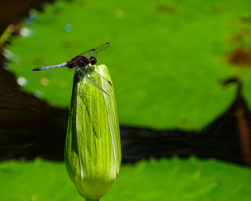 Photograph by Aquiles Trujillo
