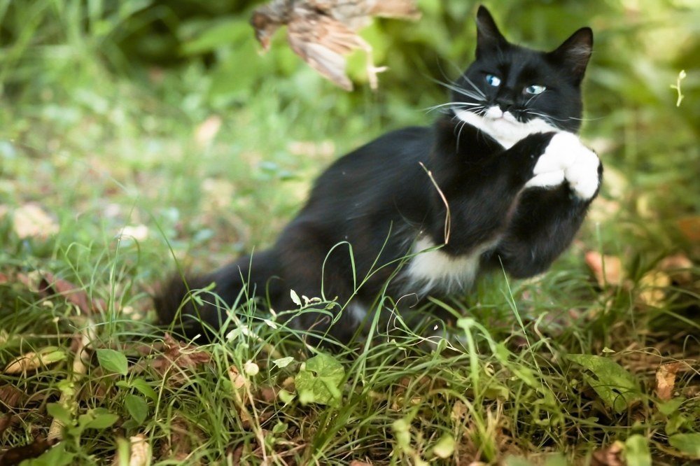 Неудачная охота