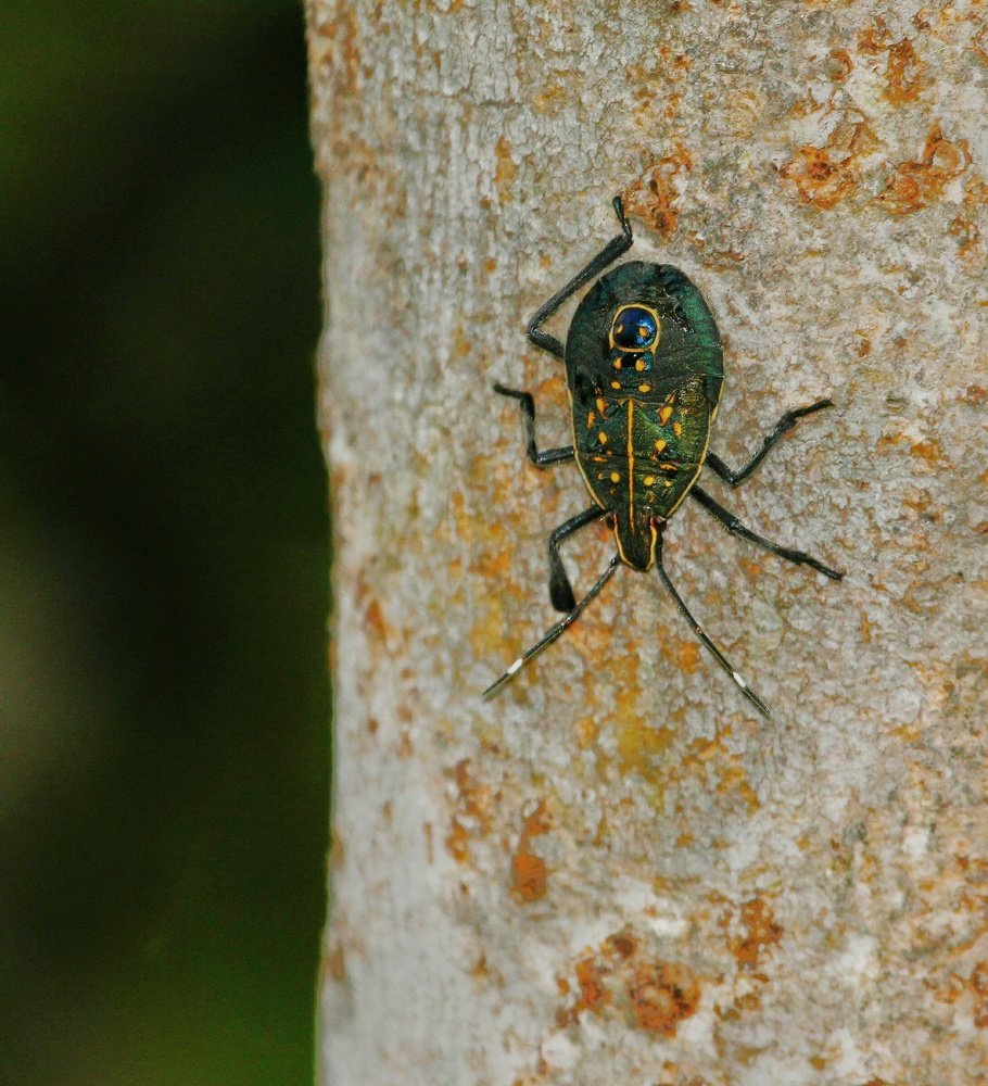 Photograph by Dr Amol Patil