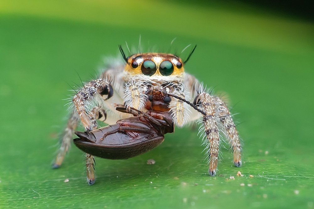 Jumping Spider with Kill
