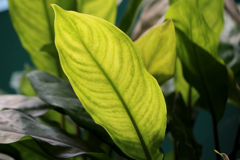 ID: The Simple And Beautiful Leaves