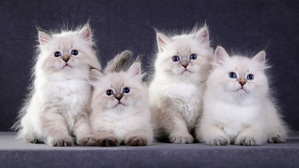 Голубоглазое семейство