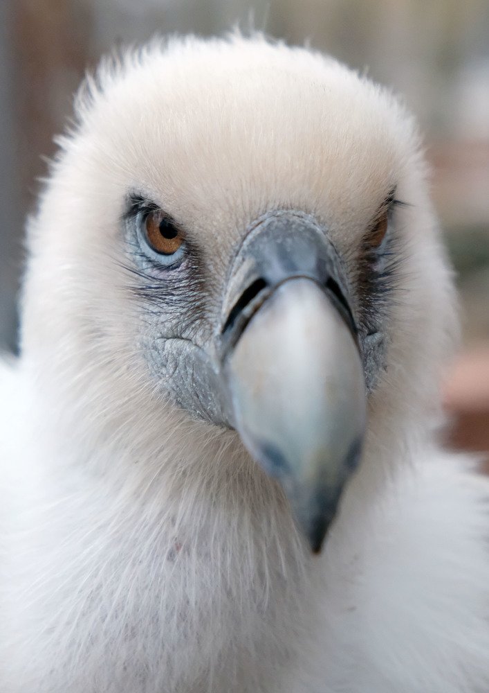 Портрет белоголового сипа