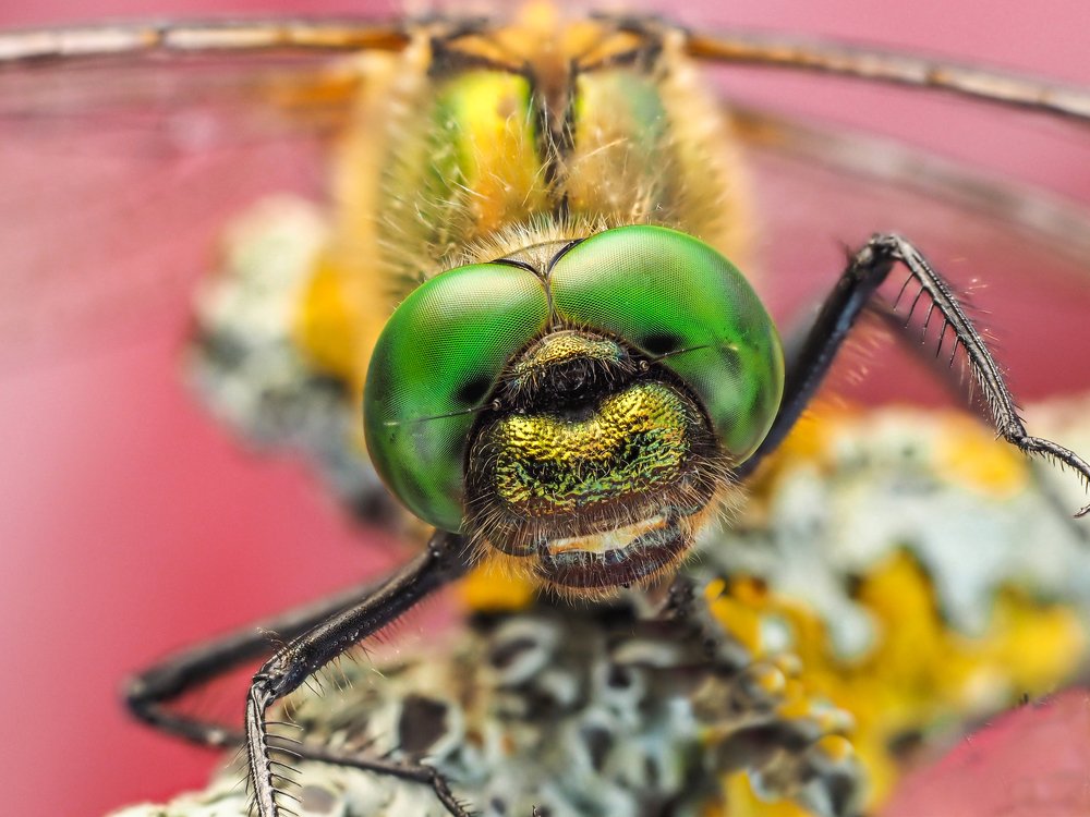 Эти глаза напротив.