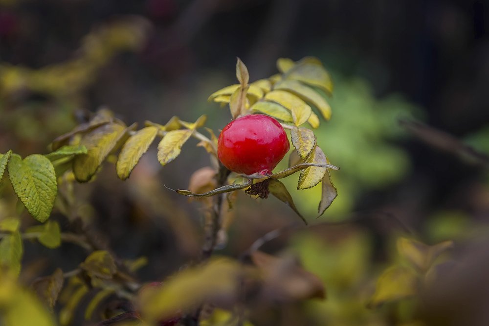 Photograph by Ирина Решетникова