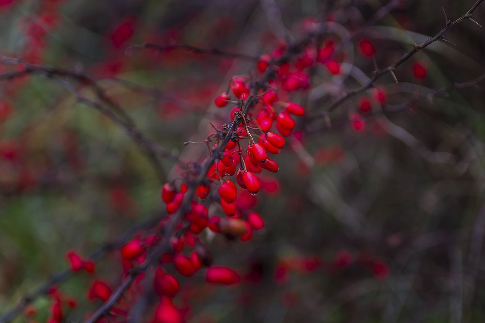 Photograph by Ирина Решетникова