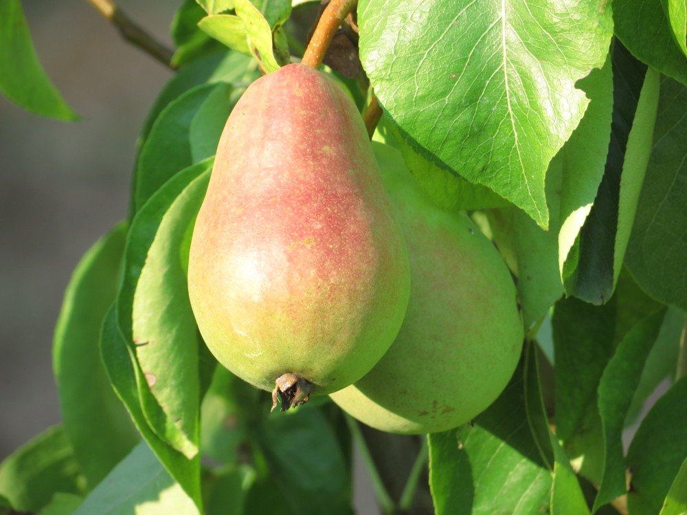 Photograph by Иван Скрипкин