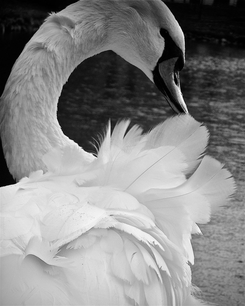 Photograph by Nataliya Mochernyuk