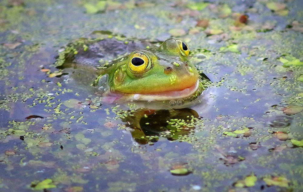 Фотография автора Галина Горькавая