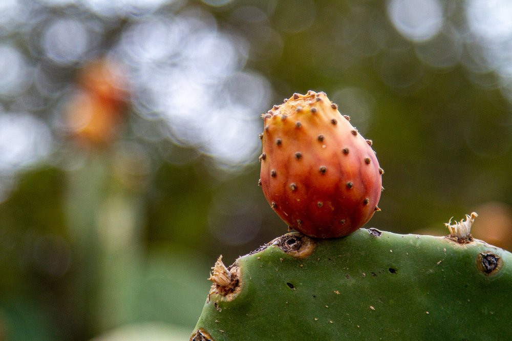 Фотография автора Najla Angawi