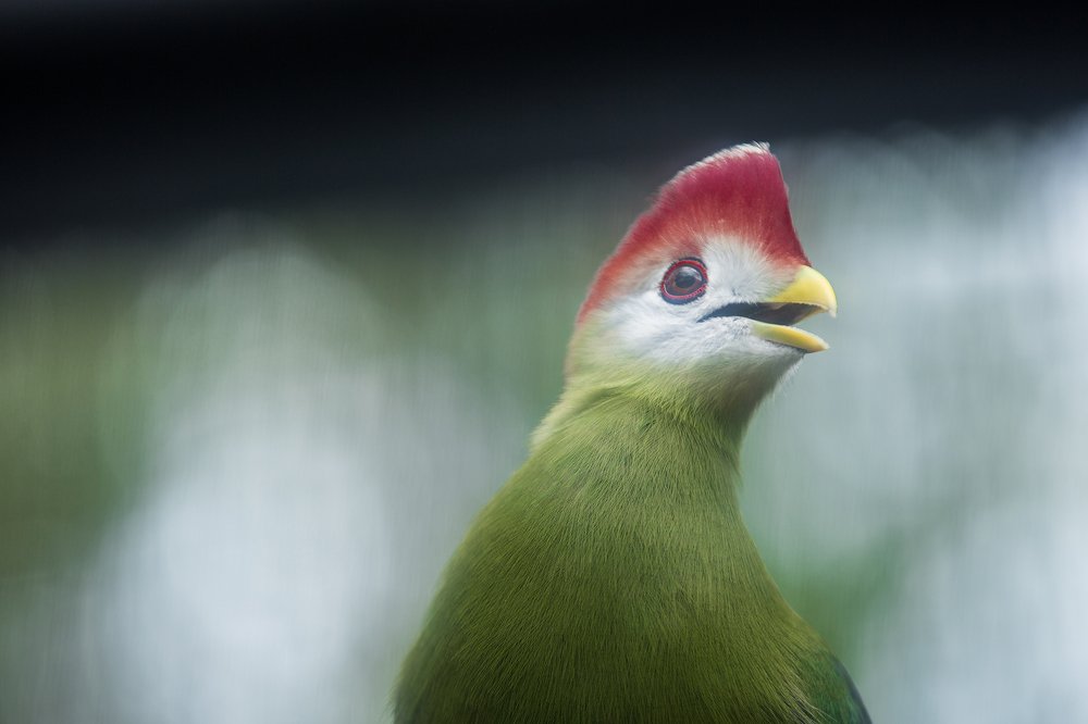 Фотография автора Najla Angawi