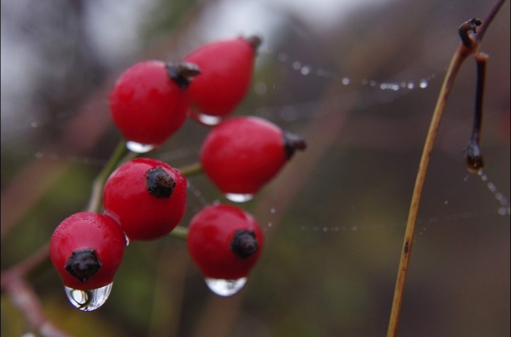 Photograph by Maurizio