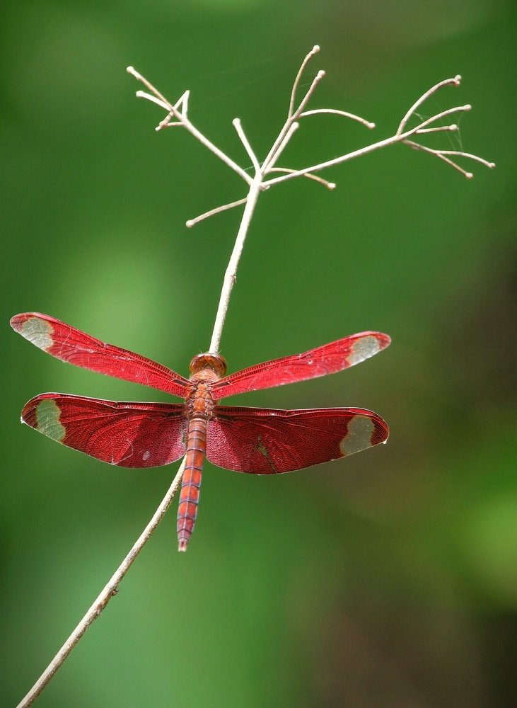 Photograph by Dr Amol Patil
