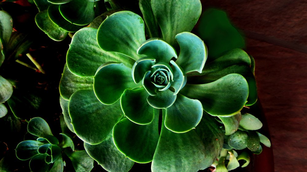 maravillosa simetría