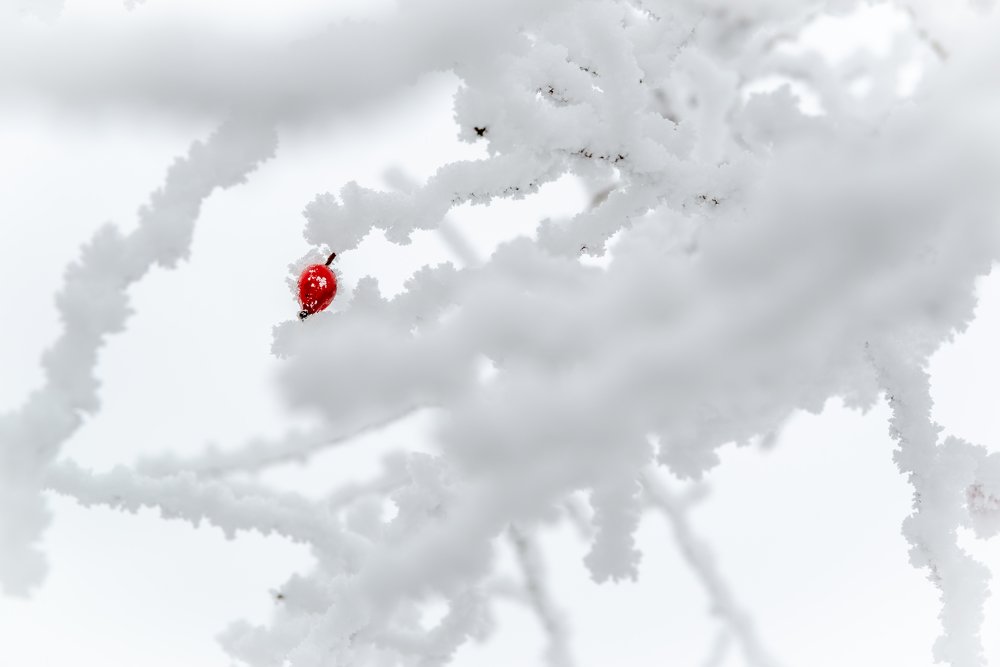 Photograph by Vasile Sarb