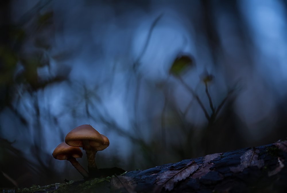 Photograph by Сергей Троицкий