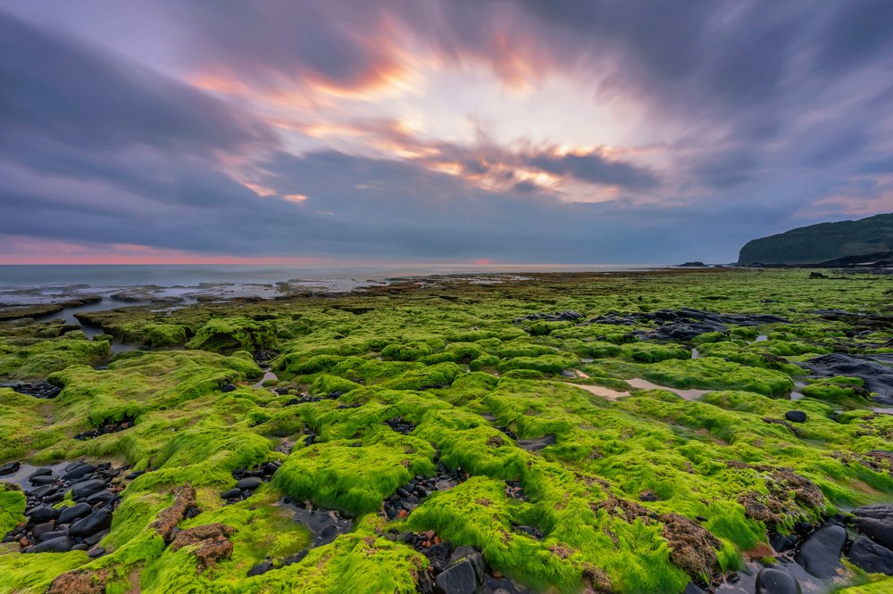 Moss in Bai Bang, Phu Yen, Vietnam