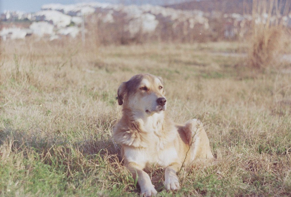 Photograph by Mehmet Zeki Erdem