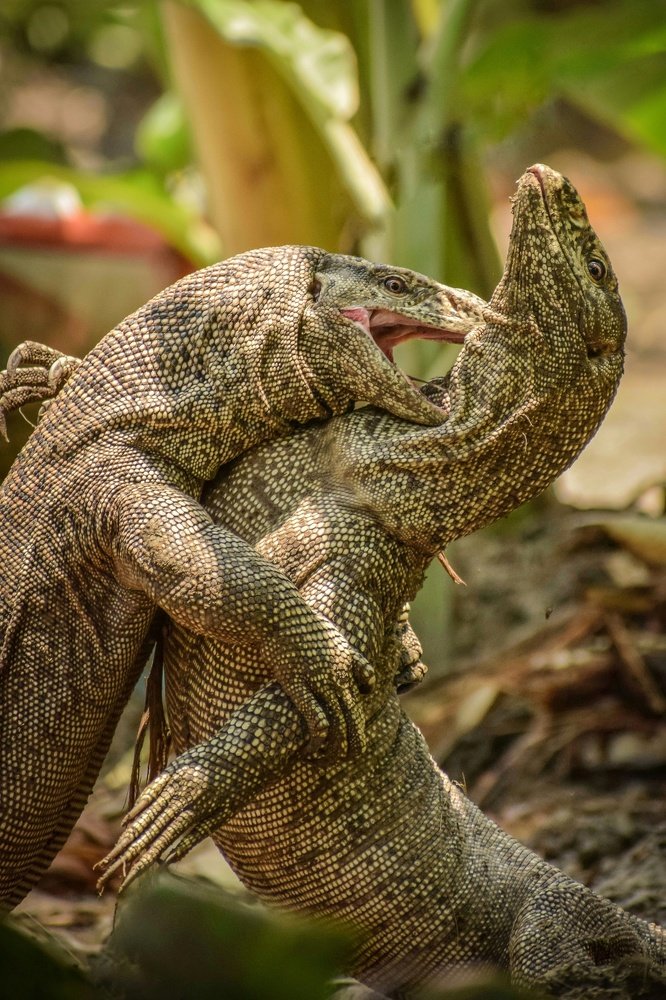 Photograph by Shuvam Sadhukhan