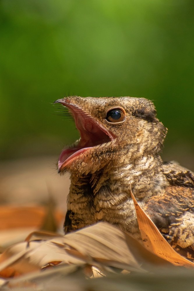 Photograph by Shuvam Sadhukhan