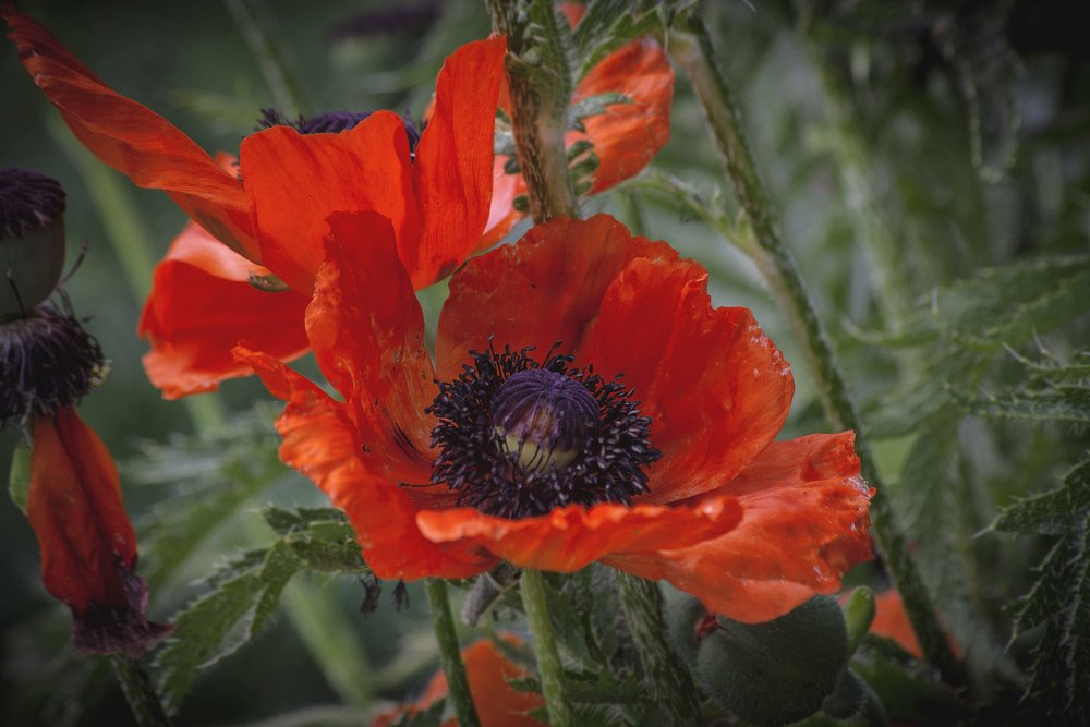 Photograph by Евгений Лимонтов