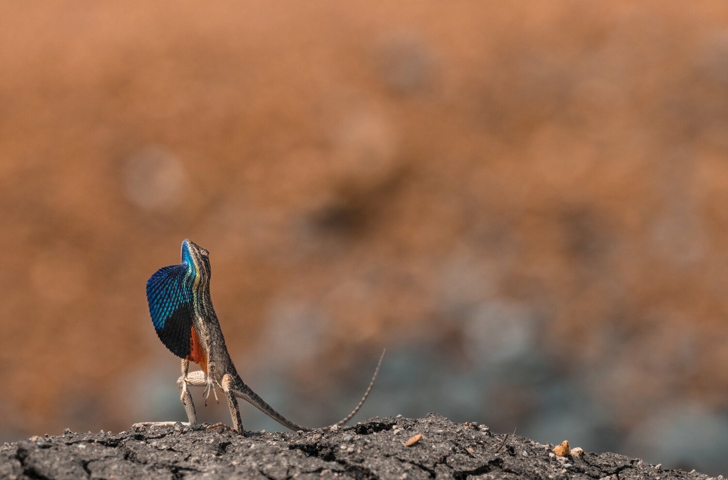 Fan Throated Lizard