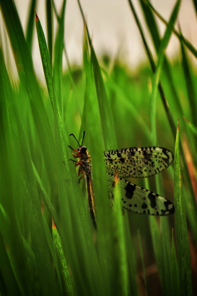 Photograph by Saneet kumar goud Konduri