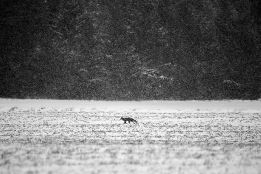 Photograph by Павел