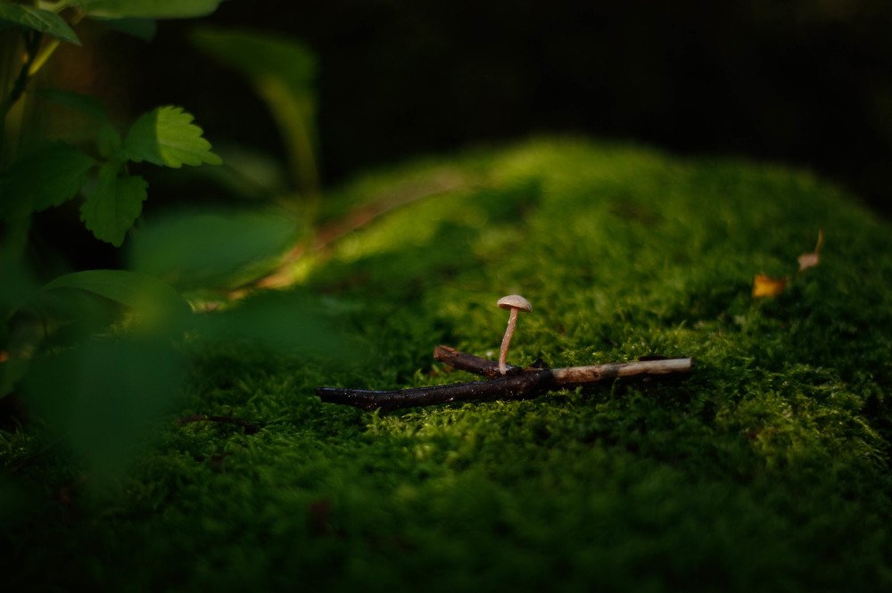 Photograph by Маргарита Федурина