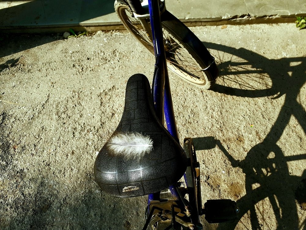 Photo #3738187